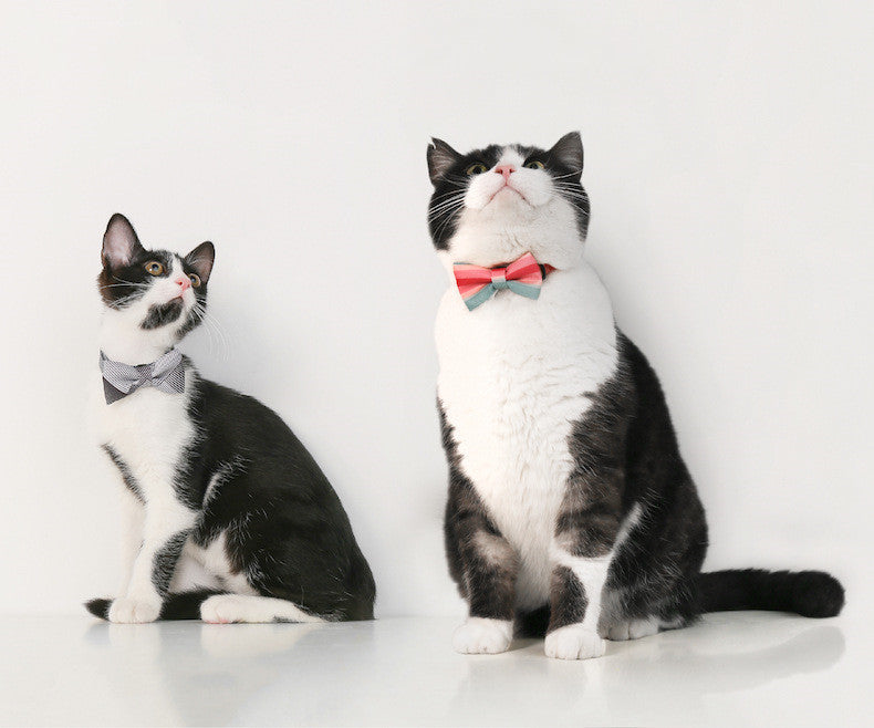 Cat Bow Tie Collar – Stylish Cat Accessories