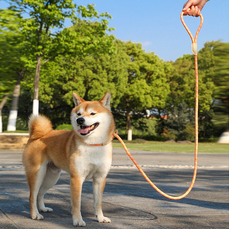 Multicolor Dog Leash & Harness Set – Heavy Duty Hands-Free Training Rope for Small & Large Dogs