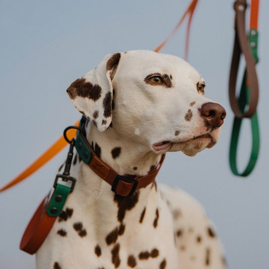 Retro Dog Collar with Traction Rope